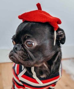 dog, red hat